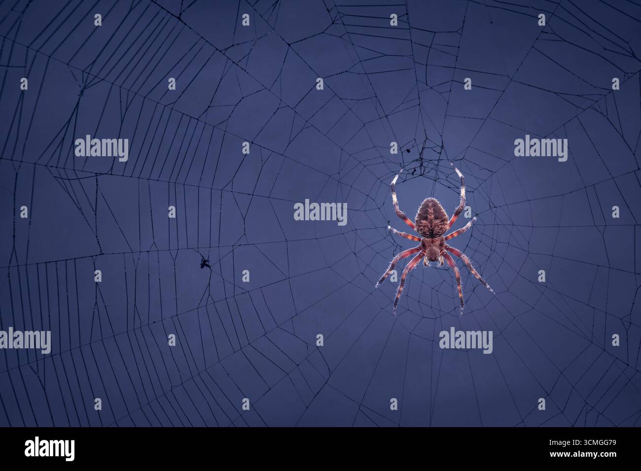 Spooky Spider siede su un Dark Web Foto Stock