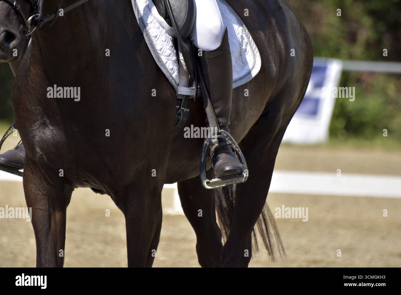 Primo piano di una prova di dressage in una mostra ippica con sottosella bianca, staffe e stivali da equitazione, Renania-Palatinato, Germania Foto Stock