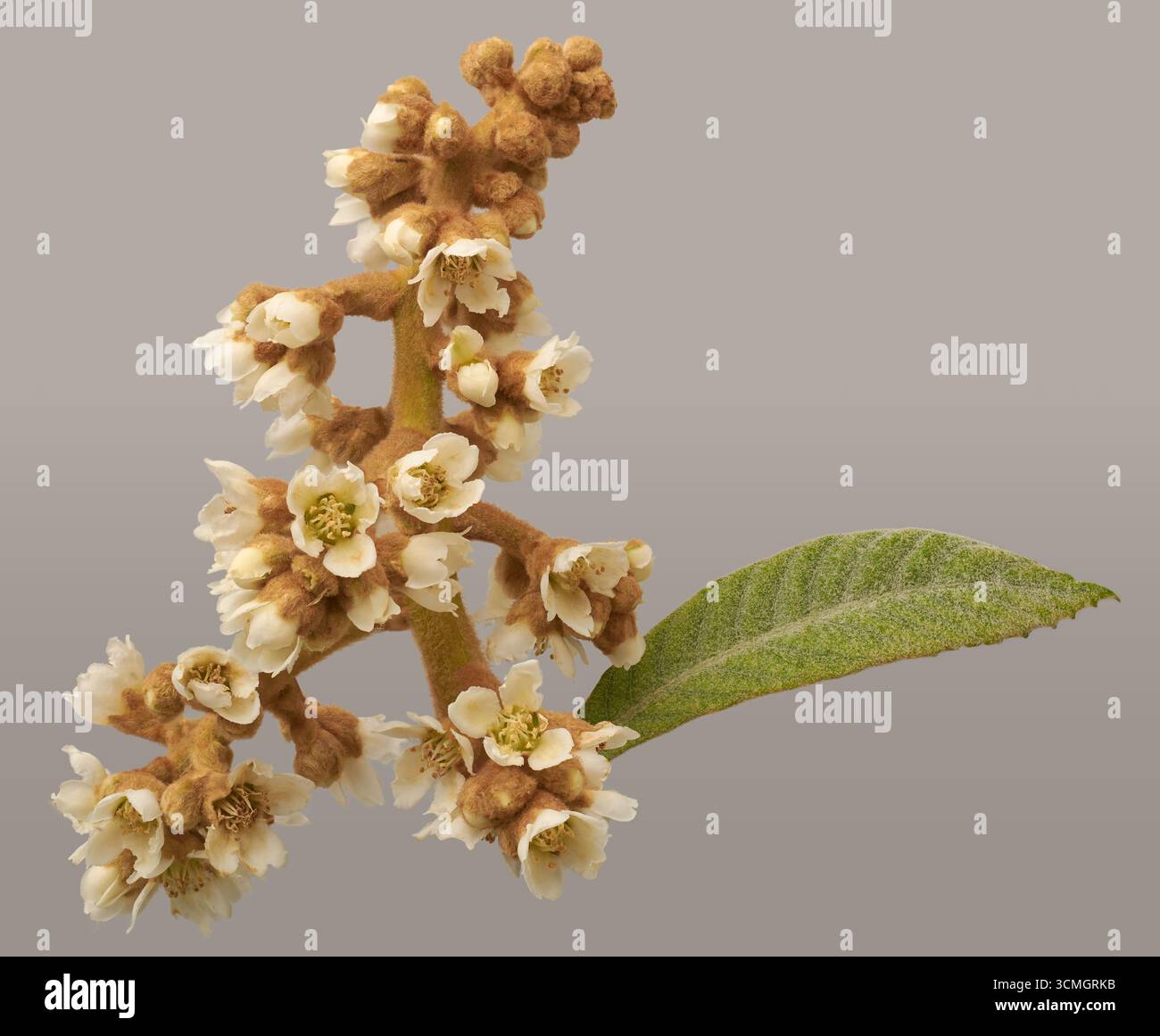 vista ravvicinata del ramo di loquat con piccoli fiori bianchi, gemme e foglie, albero tropicale di frutta in primavera, sfondo grigio isolato Foto Stock