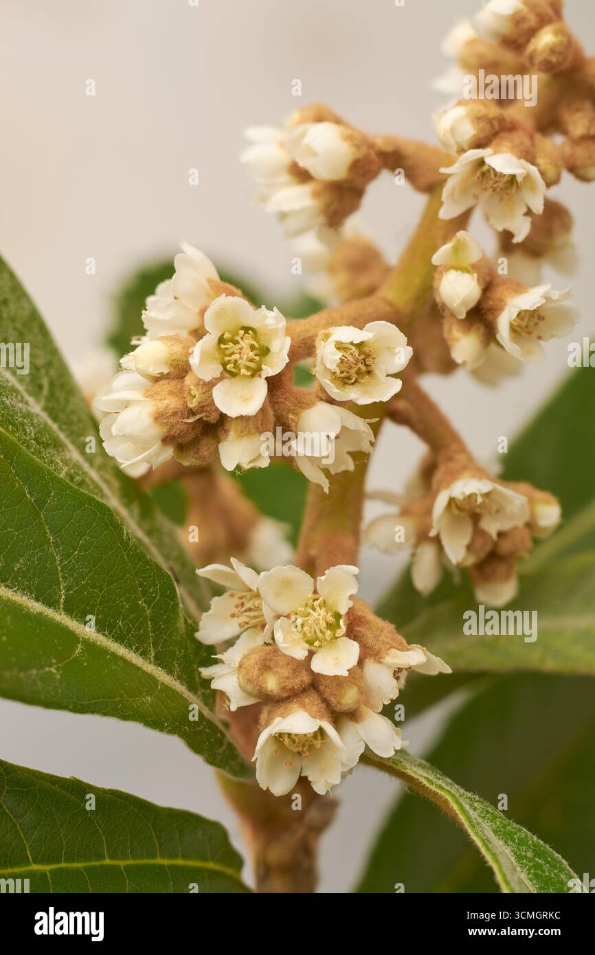 vista ravvicinata del ramo di loquat con piccoli fiori bianchi, gemme e foglie, albero tropicale di frutta in primavera, sfondo grigio isolato Foto Stock