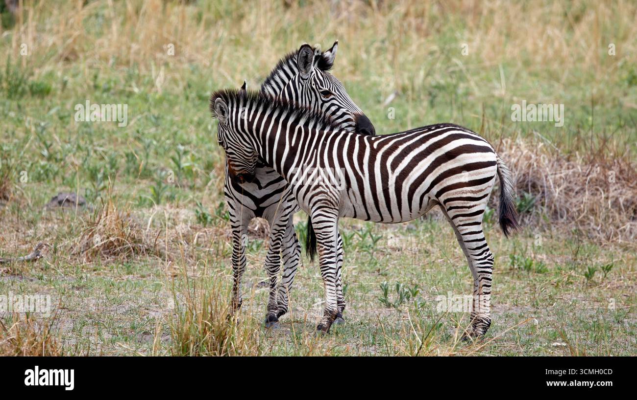 Zebra nel delta dell'Okavango in Botswana Foto Stock