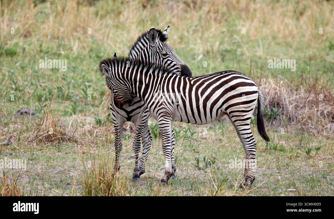 Zebra nel delta dell'Okavango in Botswana Foto Stock
