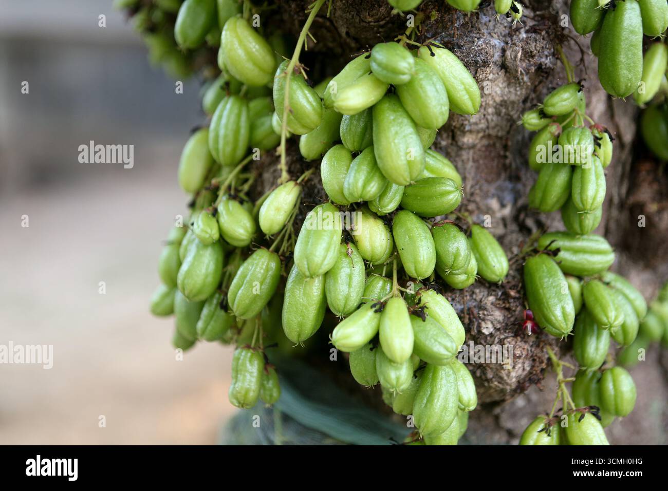 "Primo piano di frutta fresca verde bilimbi (Averrhoa bilimbi) appesa all'albero - Tropical Exotic Sour Fruit used in traditional Cooking, Herbal Medicine, Foto Stock