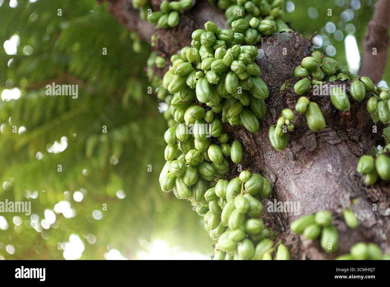 "Primo piano di frutta fresca verde bilimbi (Averrhoa bilimbi) appesa all'albero - Tropical Exotic Sour Fruit used in traditional Cooking, Herbal Medicine, Foto Stock