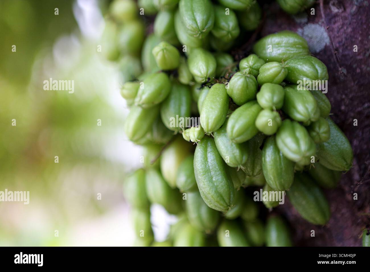 "Primo piano di frutta fresca verde bilimbi (Averrhoa bilimbi) appesa all'albero - Tropical Exotic Sour Fruit used in traditional Cooking, Herbal Medicine, Foto Stock