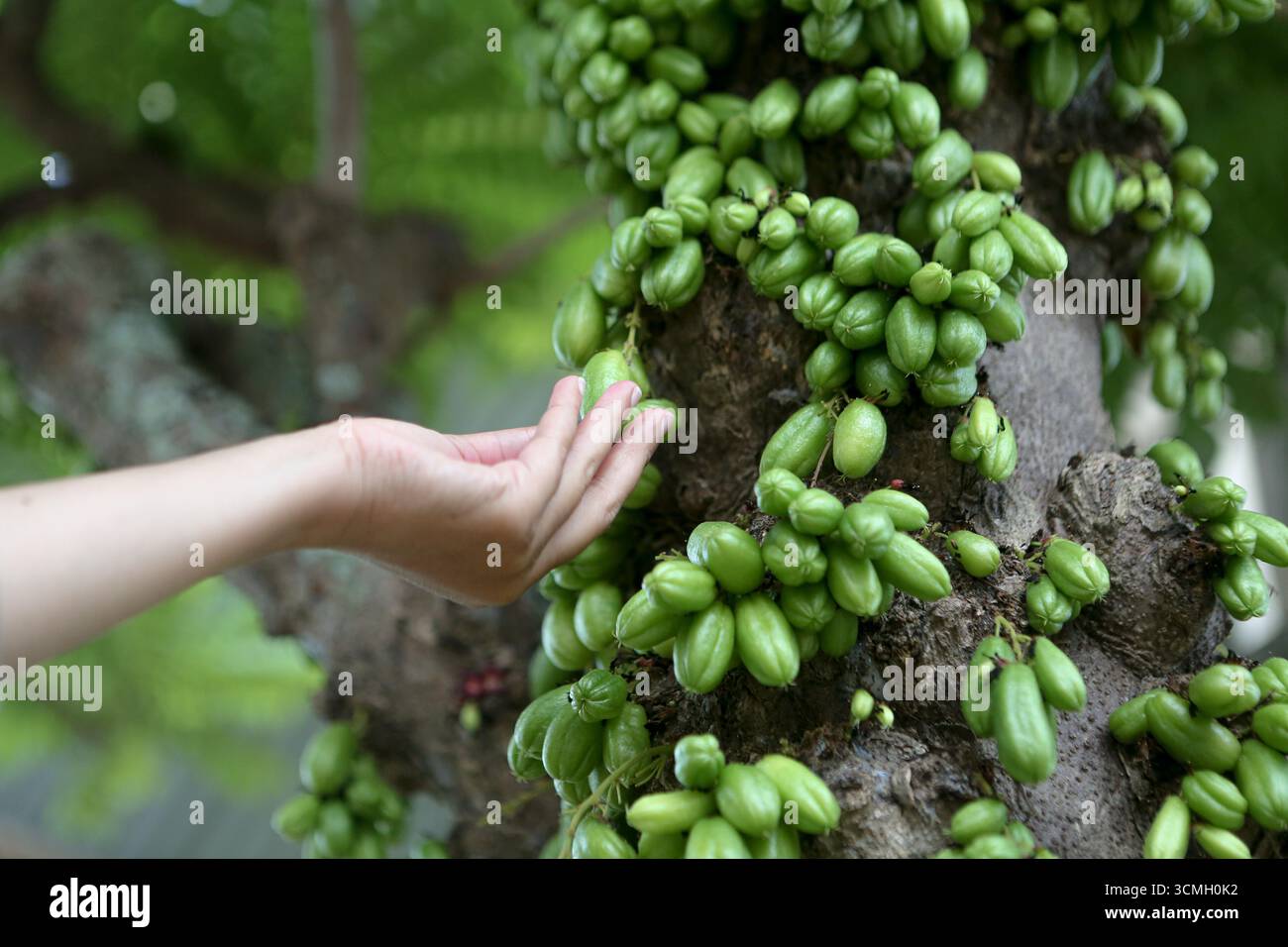 "Primo piano di frutta fresca verde bilimbi (Averrhoa bilimbi) appesa all'albero - Tropical Exotic Sour Fruit used in traditional Cooking, Herbal Medicine, Foto Stock