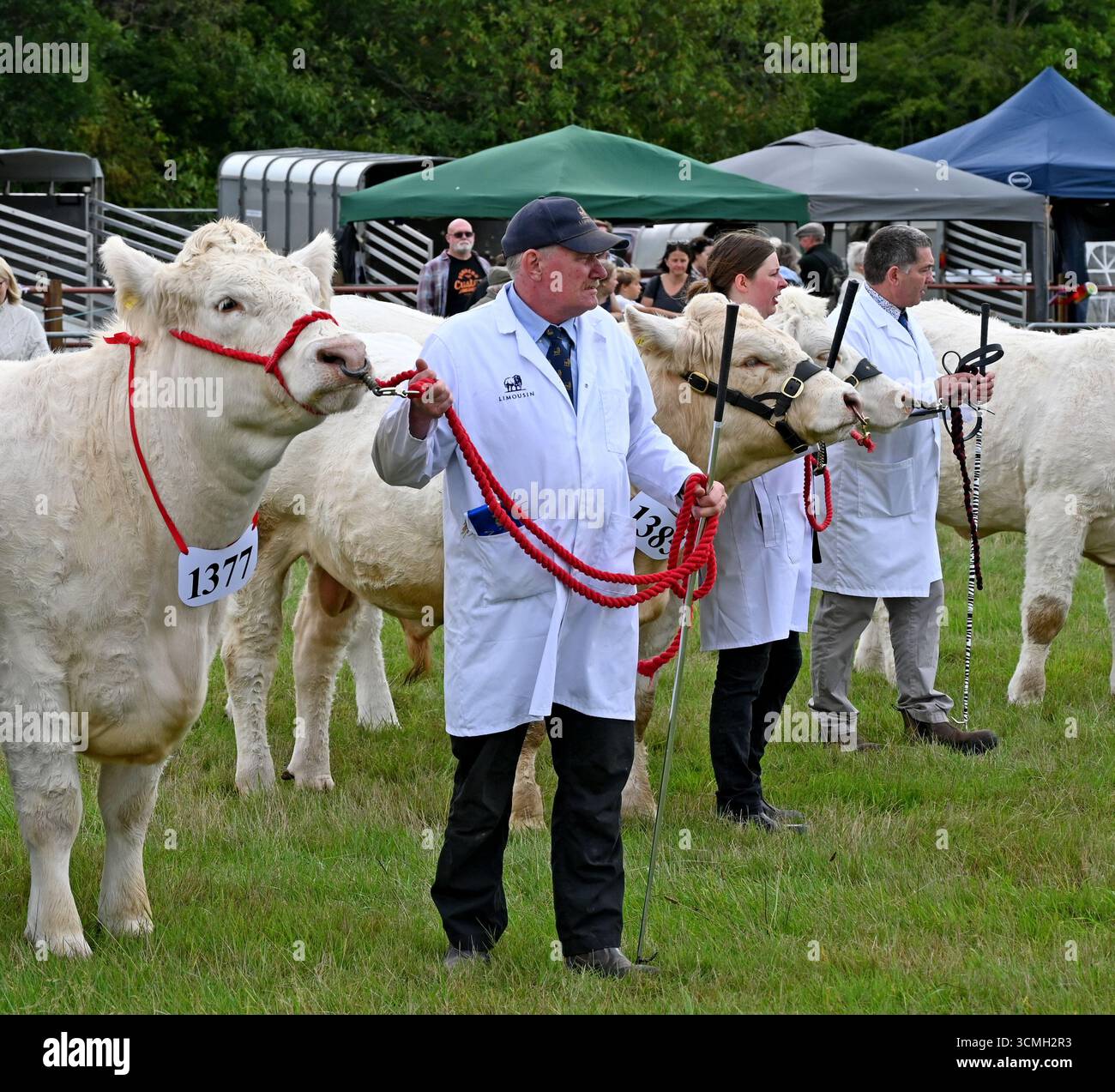 Romsey mostra il bestiame a giudicare Foto Stock