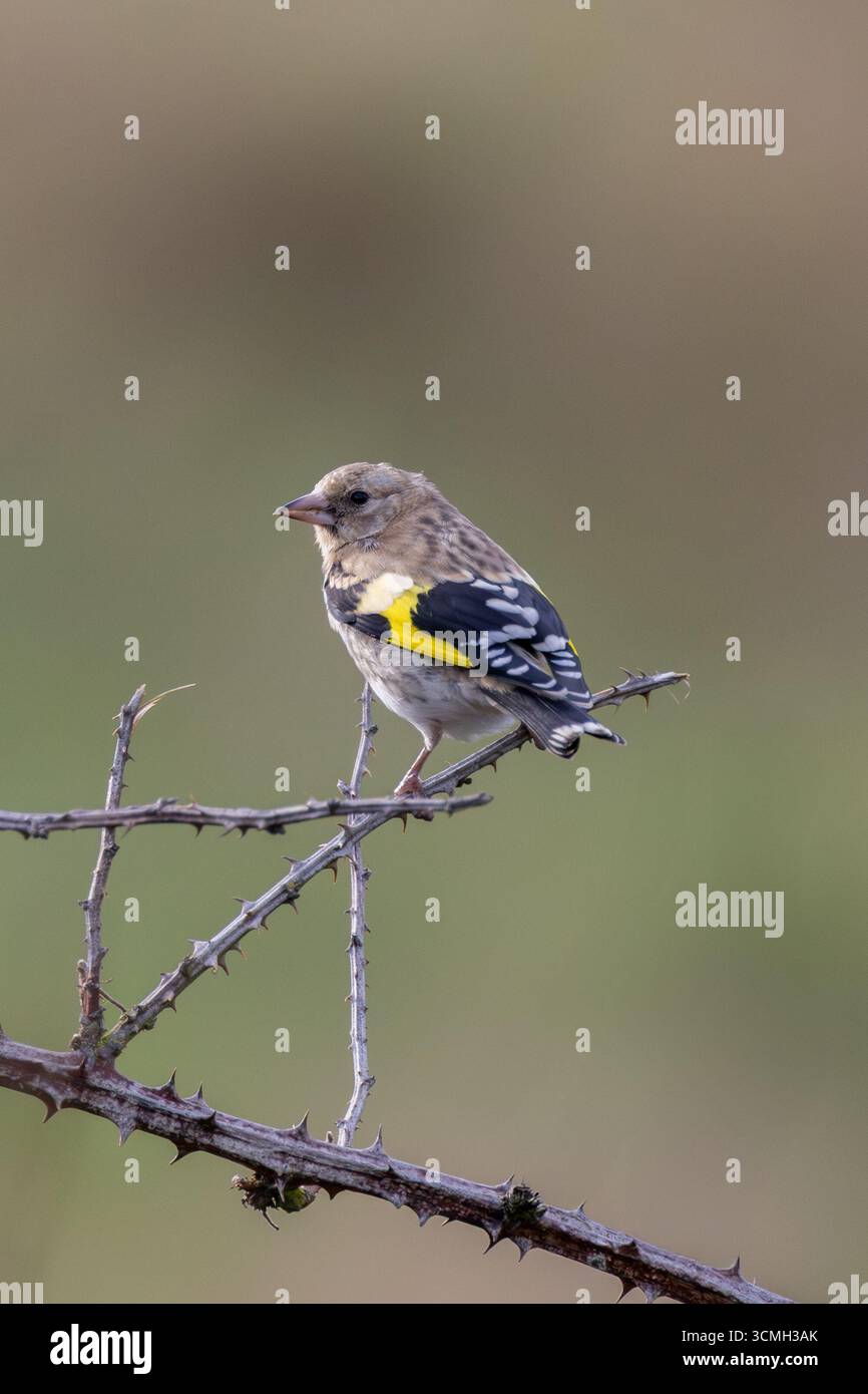 Giovanile europeo goldfinch con pennacchio fresco e becco chiaro. Si nutre di cardo, semi di cucchiaino e piccoli insetti. Fotografato su Bull Islan Foto Stock