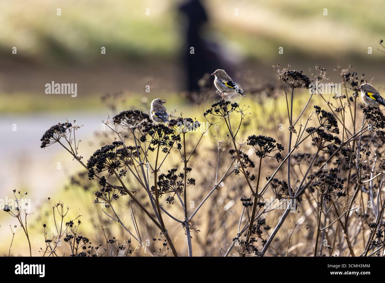 Giovanile europeo goldfinch con pennacchio fresco e becco chiaro. Si nutre di cardo, semi di cucchiaino e piccoli insetti. Fotografato su Bull Islan Foto Stock