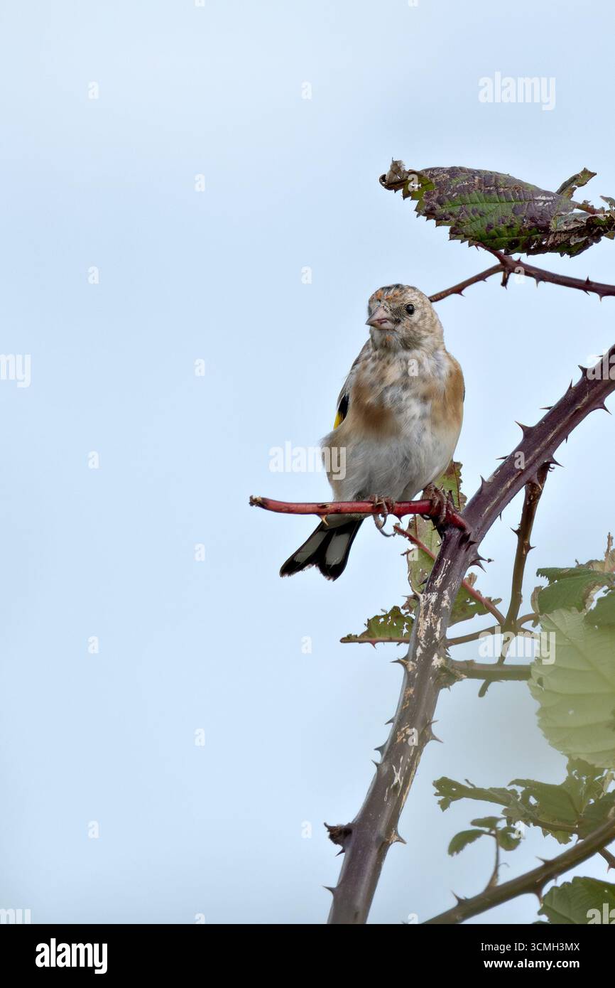 Giovanile europeo goldfinch con pennacchio fresco e becco chiaro. Si nutre di cardo, semi di cucchiaino e piccoli insetti. Fotografato su Bull Islan Foto Stock