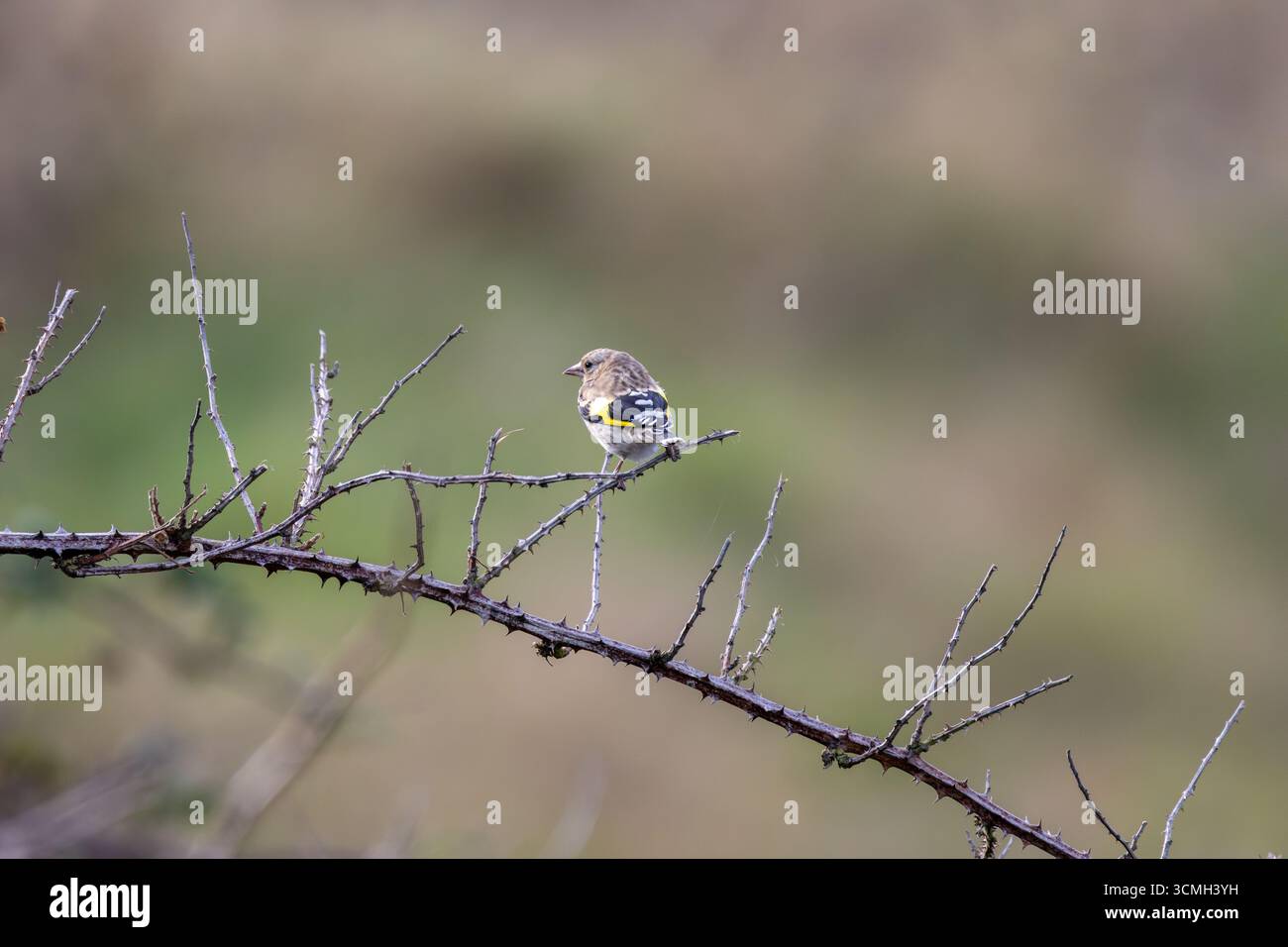 Giovanile europeo goldfinch con pennacchio fresco e becco chiaro. Si nutre di cardo, semi di cucchiaino e piccoli insetti. Fotografato su Bull Islan Foto Stock