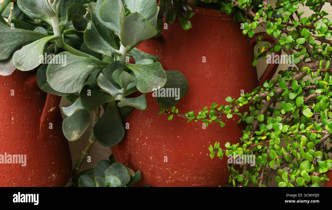 Le succulente piante verdi prosperano in pentole di terracotta rustiche, con arredi tradizionali ed ecologici. Le vivaci piante esaltano la tranquilla vita all'aperto Foto Stock