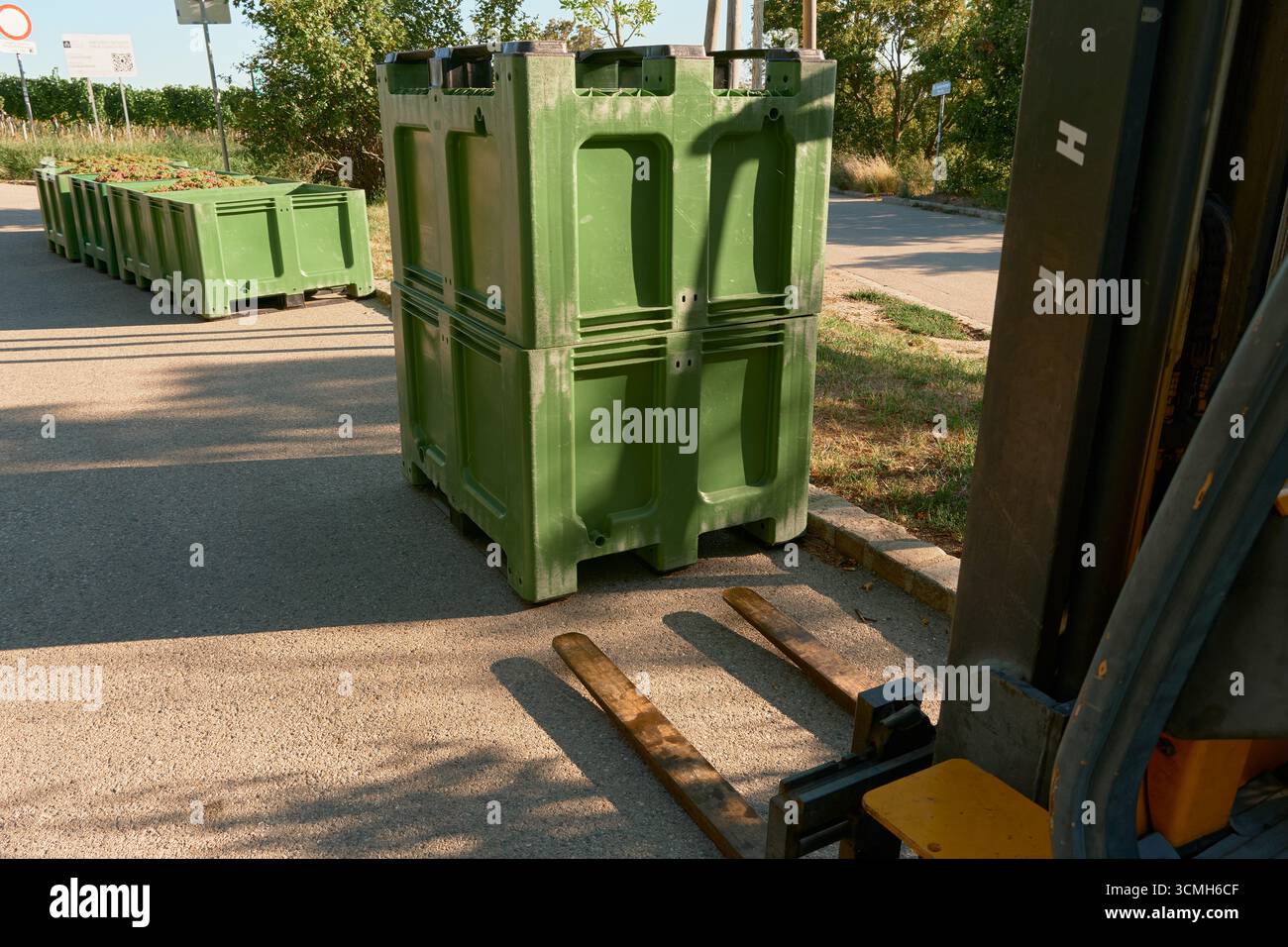 Grandi scatole verdi piene di uva appena raccolta si trovano sulla strada asfaltata tra i vigneti. Stagione autunnale della vendemmia, processo di vinificazione, allevamento biologico Foto Stock