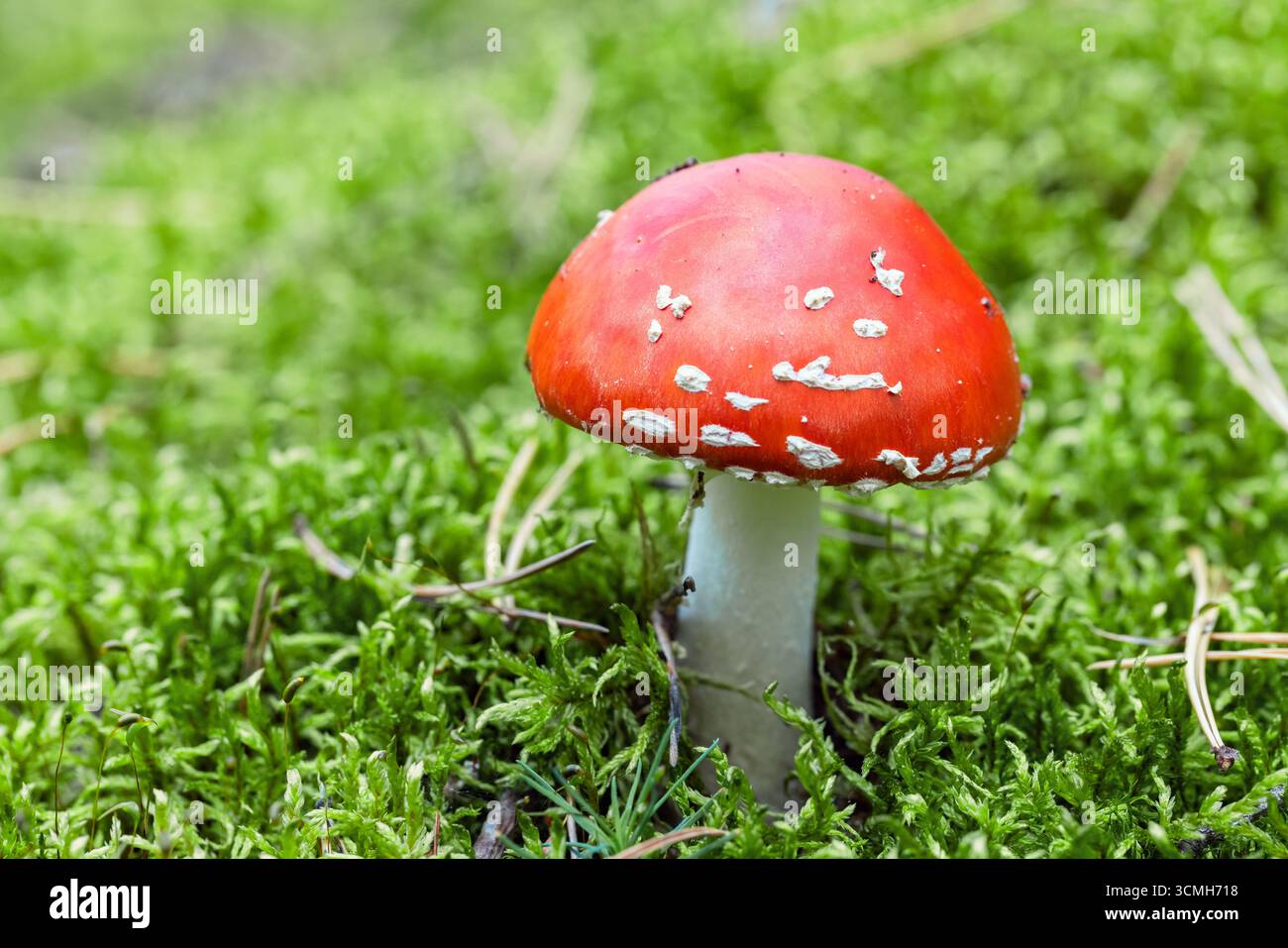 Il fungo velenoso Amanita muscaria rosso brillante, comunemente noto come mosca agarica o mosca amanita cresce in una foresta Foto Stock