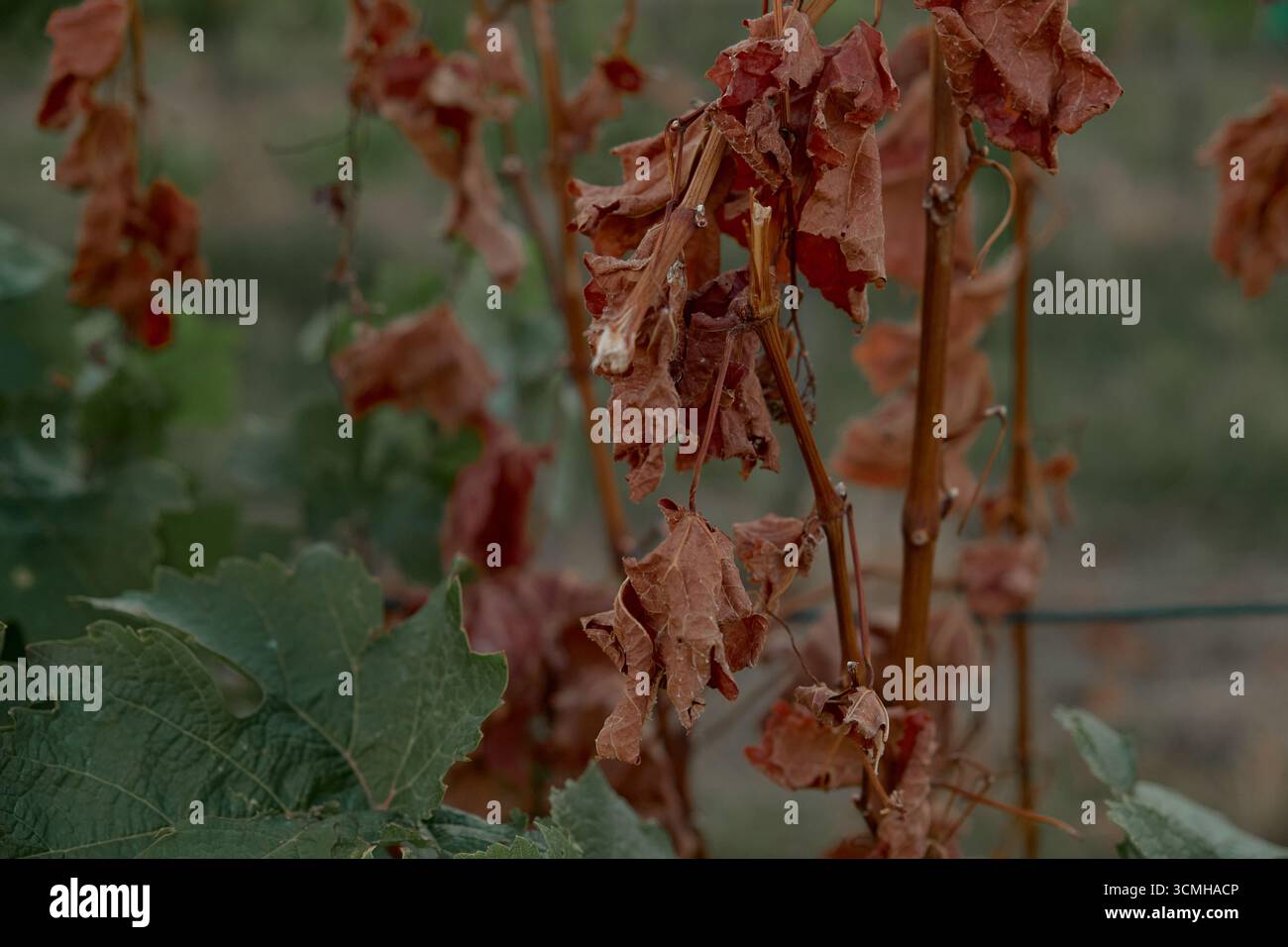 Primo piano di foglie di vigneto essiccate con texture dettagliate, calde tonalità autunnali e motivi naturali, catturando la bellezza rustica e l'atmosfera stagionale Foto Stock
