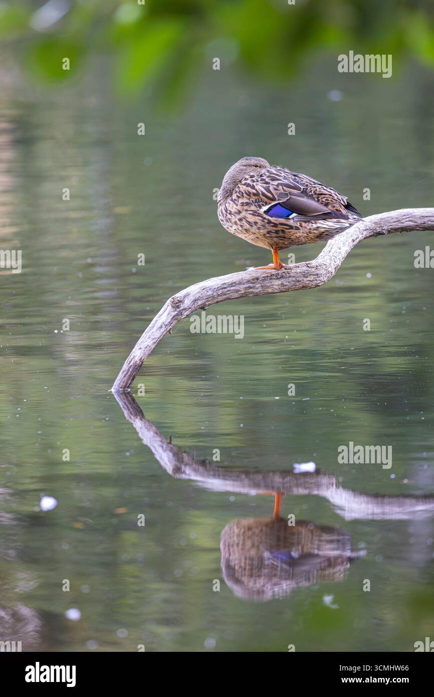 Selvaggia femmina inglese (Anas platyrhynchos) in piedi su un arboreto sull'acqua con un riflesso superbo, la testa dell'anatra riposta nelle sue piume riposanti. Foto Stock