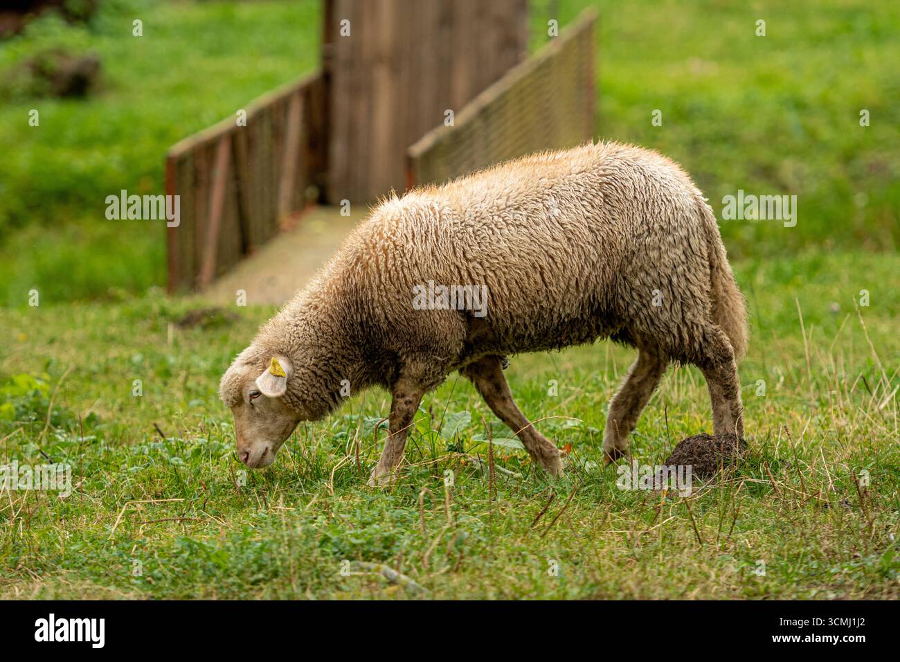 Una pecora bianca con un cappotto lanoso che pascolano tranquillamente su una lussureggiante erba verde in un pascolo di campagna Foto Stock