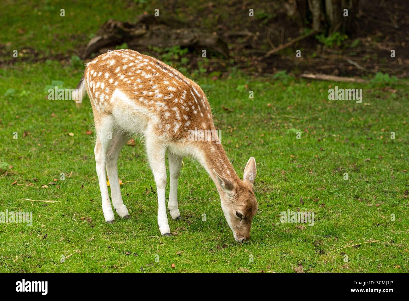 Un bellissimo giovane cervo con un cappotto marrone chiaro e macchie bianche che pascolano pacificamente sull'erba verde in una radura della foresta Foto Stock