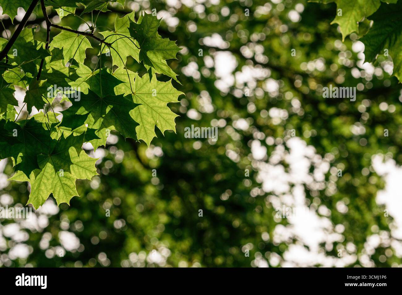 Vista ravvicinata di foglie verdi e lobate vivaci, caratteristiche di un albero d'acero adagiato su uno sfondo sfocato di fogliame più fogliame e luce solare opaca Foto Stock