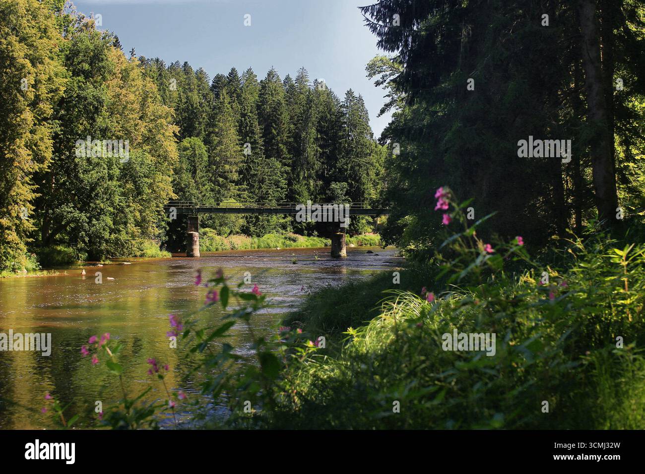 Fiume Ilz in Baviera con ponte forestale che attraversa boschi estivi e vegetazione ripariale ombreggiata. Foto Stock