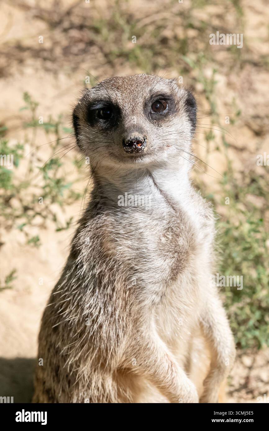 Mulhouse, Francia - Vista di un meerkat in piedi sulle sue zampe posteriori che guarda sul lato nel giardino zoologico e botanico di Mulhouse. Foto Stock