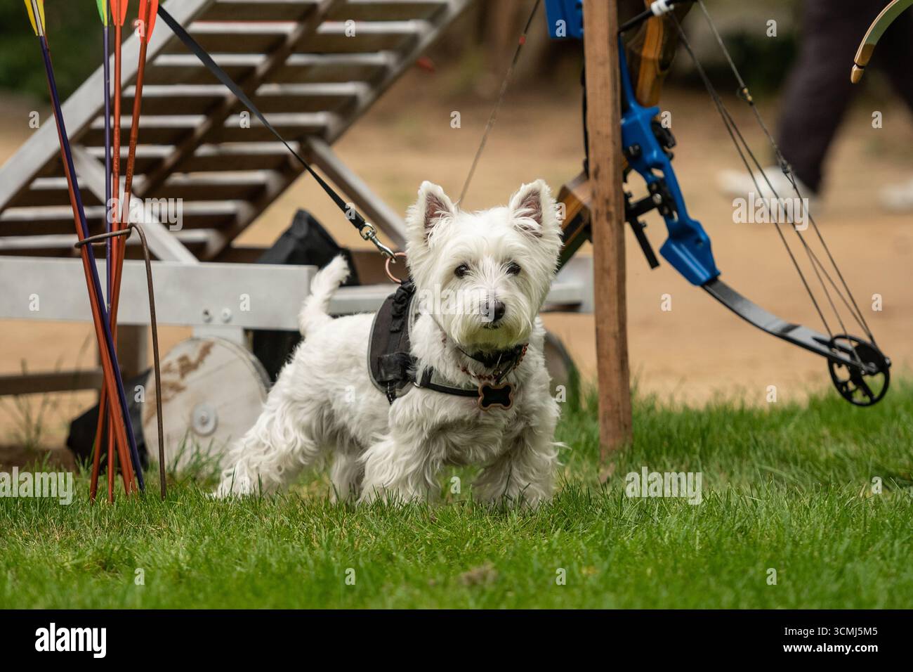 West Highland White Terrier o Westie al guinzaglio sull'erba verde di un parco Foto Stock