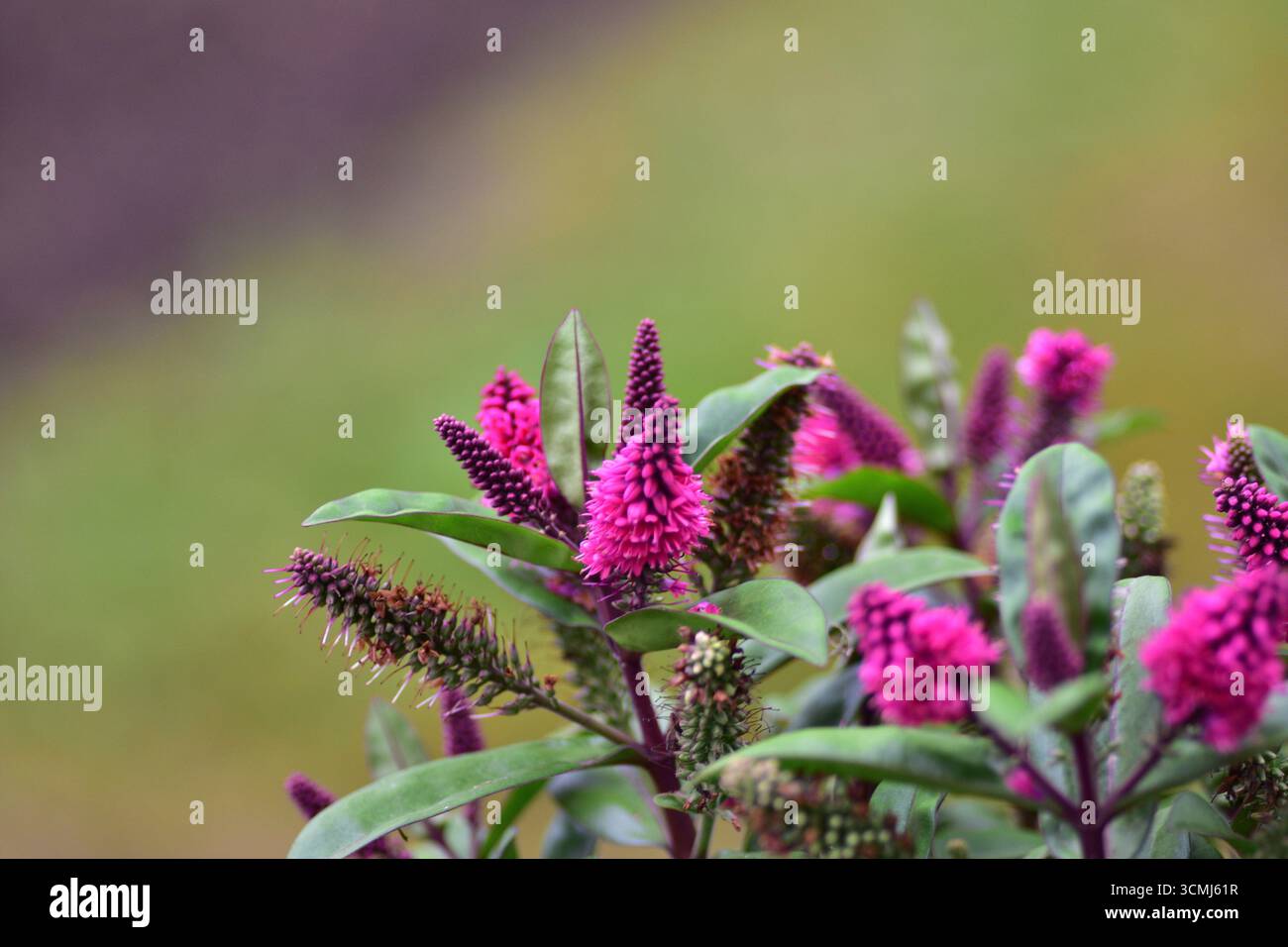 Picchi in fiore di fiori di Hebe speciosa rosa primo piano, arbusto sempreverde ornamentale con fiori vibranti, piante da giardino che simboleggiano bellezza e resilienza Foto Stock