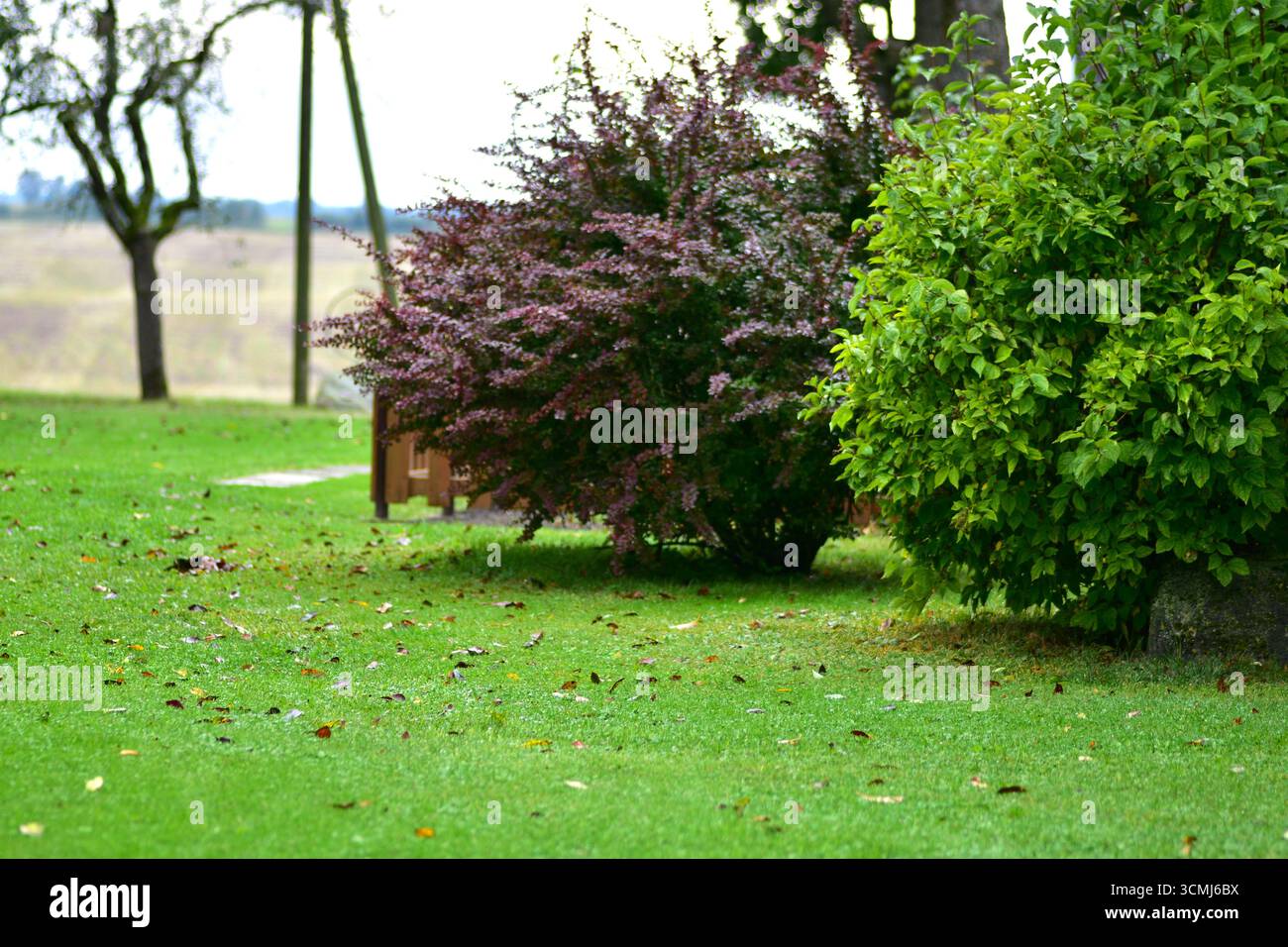 Arbusti e alberi decorativi in giardino con prato verde fresco, atmosfera stagionale e atmosfera tranquilla di campagna. Ideale per il giardinaggio, il paesaggio e la natura Foto Stock