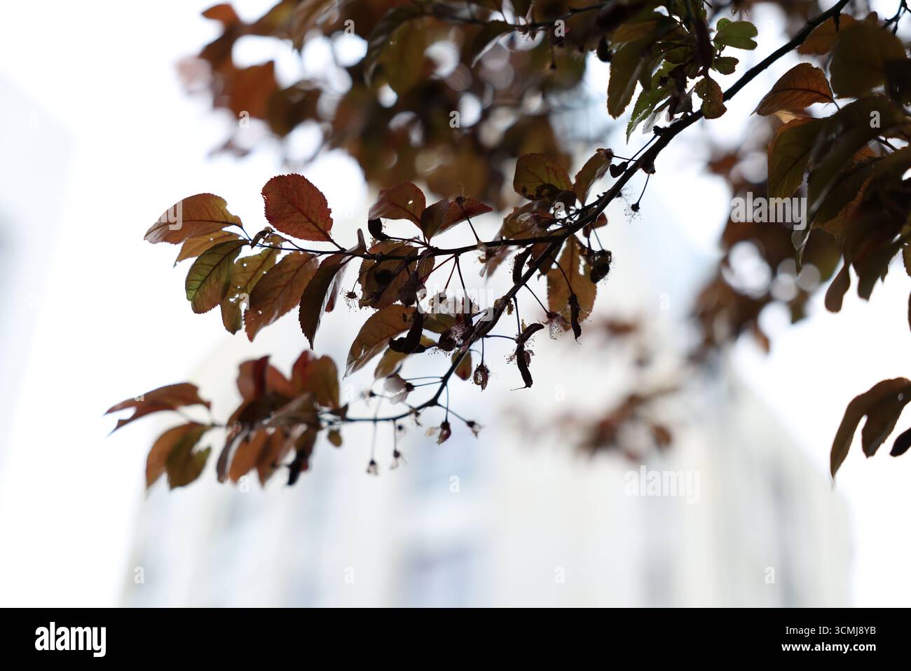 Foglie autunnali dorate sui rami degli alberi primo piano stagione autunnale Varsavia, Polonia Foto Stock