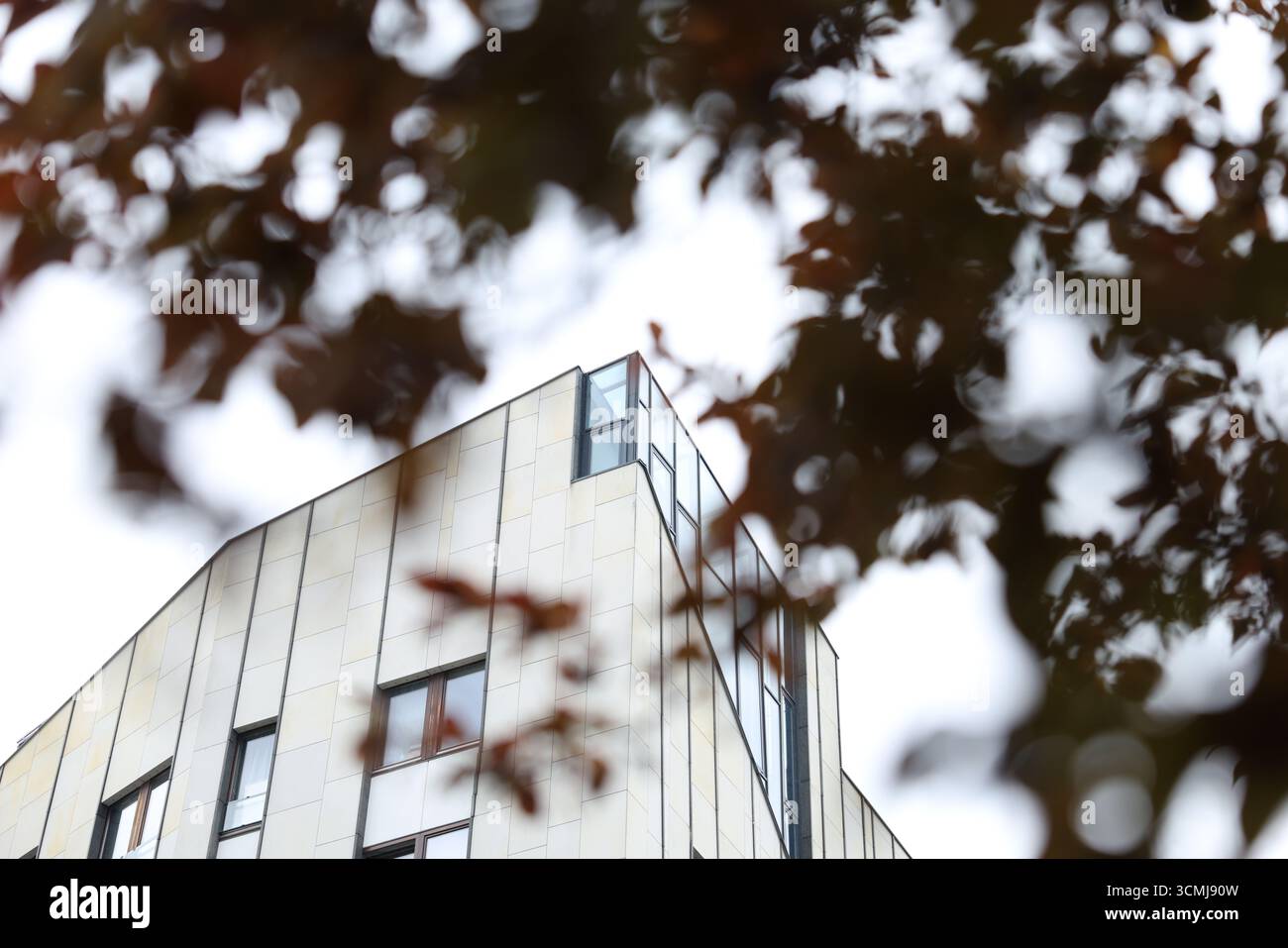 Foglie autunnali marroni sui rami degli alberi con lo sfondo moderno dell'edificio cadono a Varsavia Foto Stock