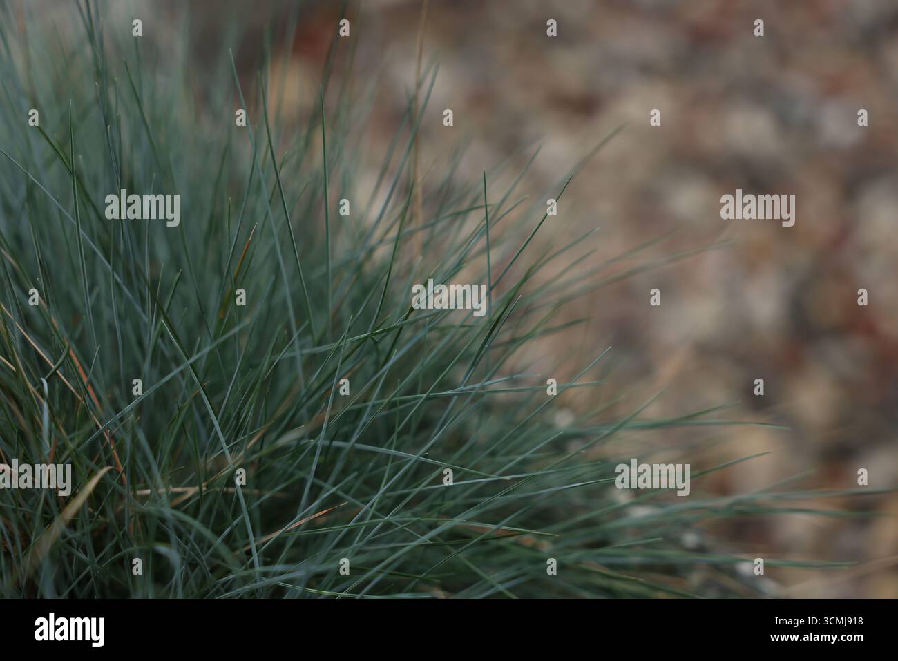 Primo piano di lame d'erba verde-blu su sfondo terroso sfocato. Foto Stock