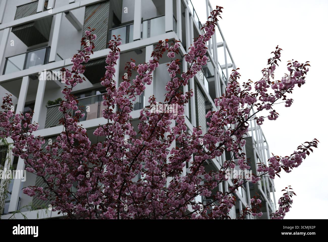 Albero rosa fiorito vicino al moderno edificio residenziale Spring Varsavia, Polonia Foto Stock
