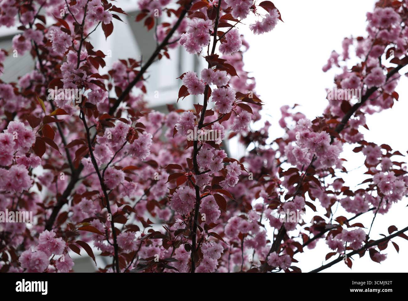 Albero rosa in fiore di ciliegio con edificio moderno sullo sfondo di Varsavia, Polonia Foto Stock