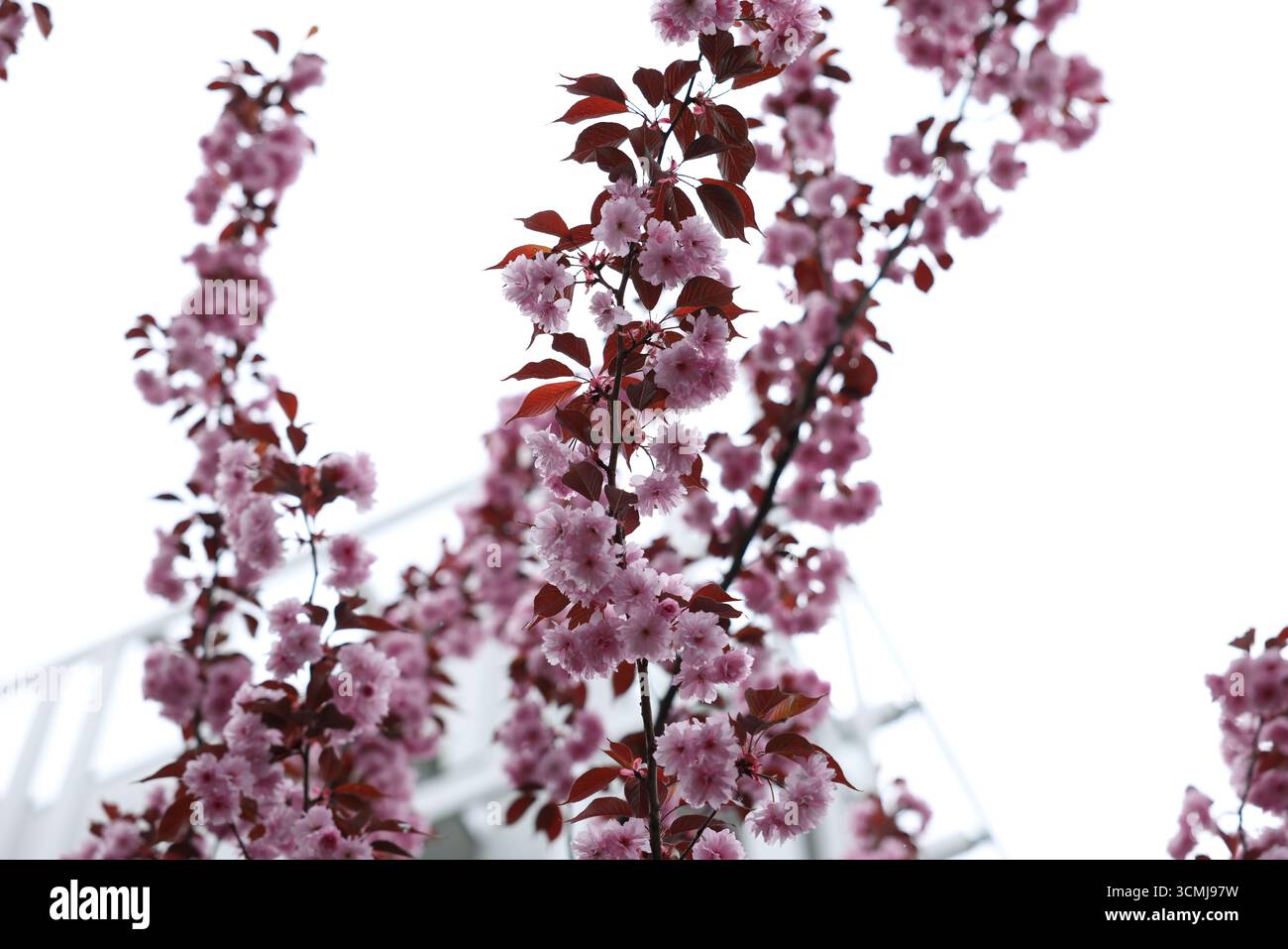 Fiori di ciliegio rosa vivace rami primaverili Varsavia, Polonia Foto Stock
