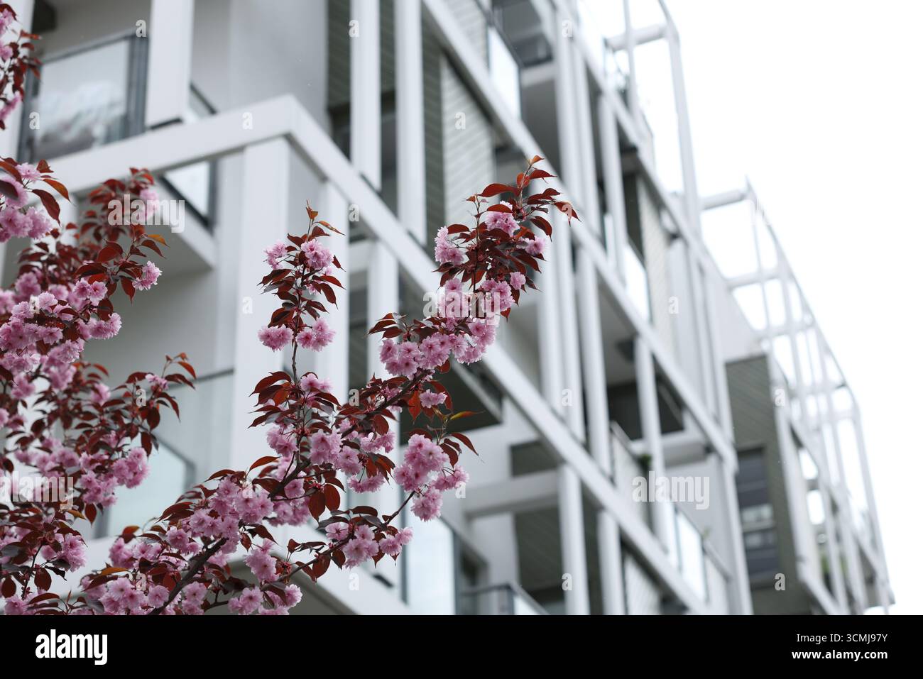 Albero rosa in fiore con moderno edificio residenziale sullo sfondo di Varsavia, Polonia Foto Stock