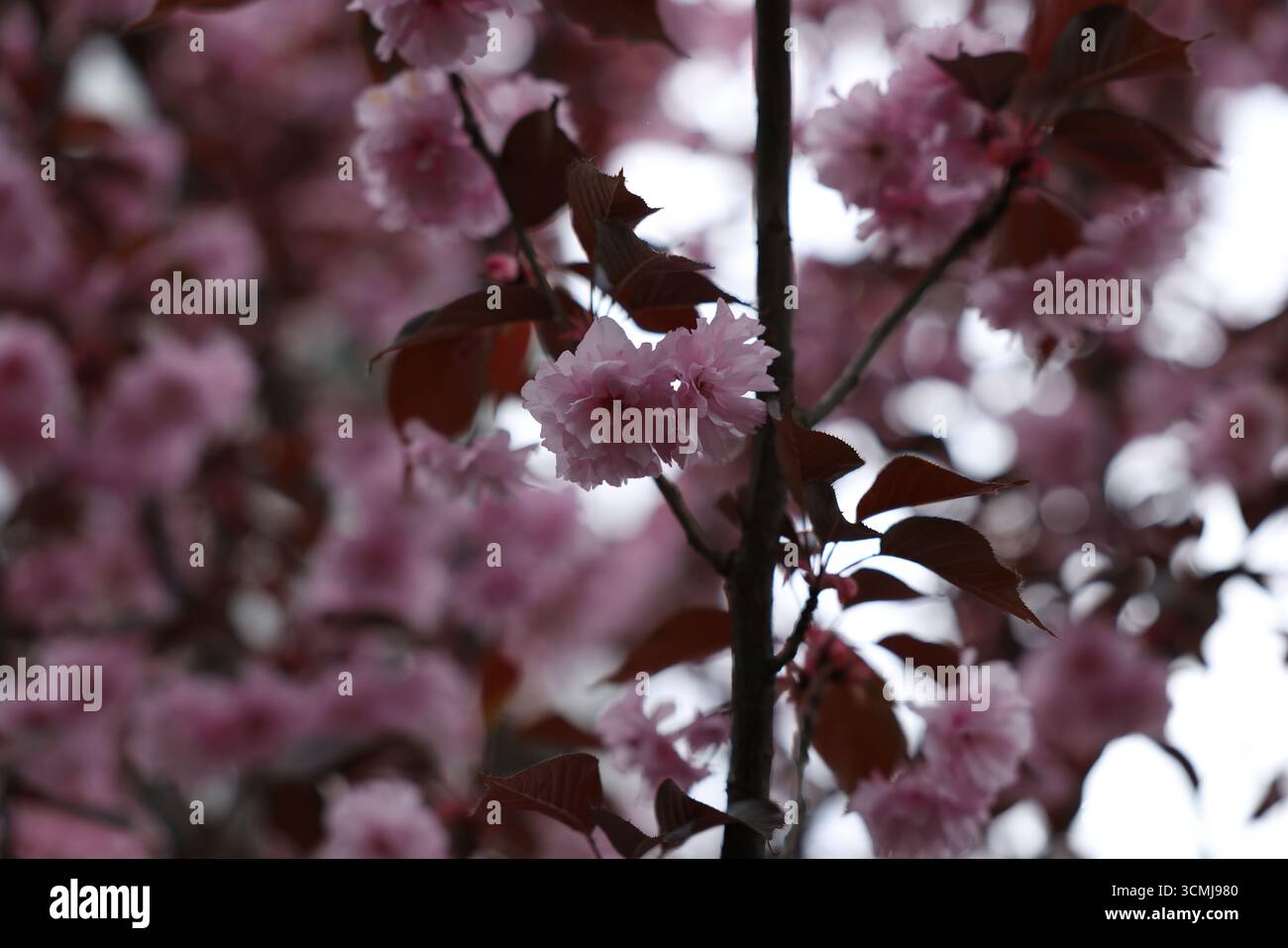 Fiori primaverili viola da vicino con un edificio moderno sfondo sfocato Varsavia Foto Stock