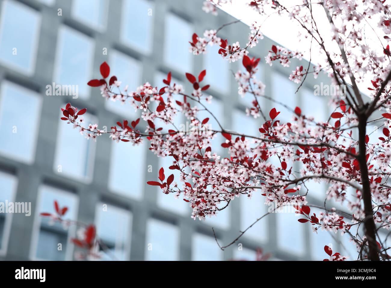Fiori rosa primaverili in fiore con moderno edificio in vetro sfondo sfocato Varsavia, Polonia Foto Stock