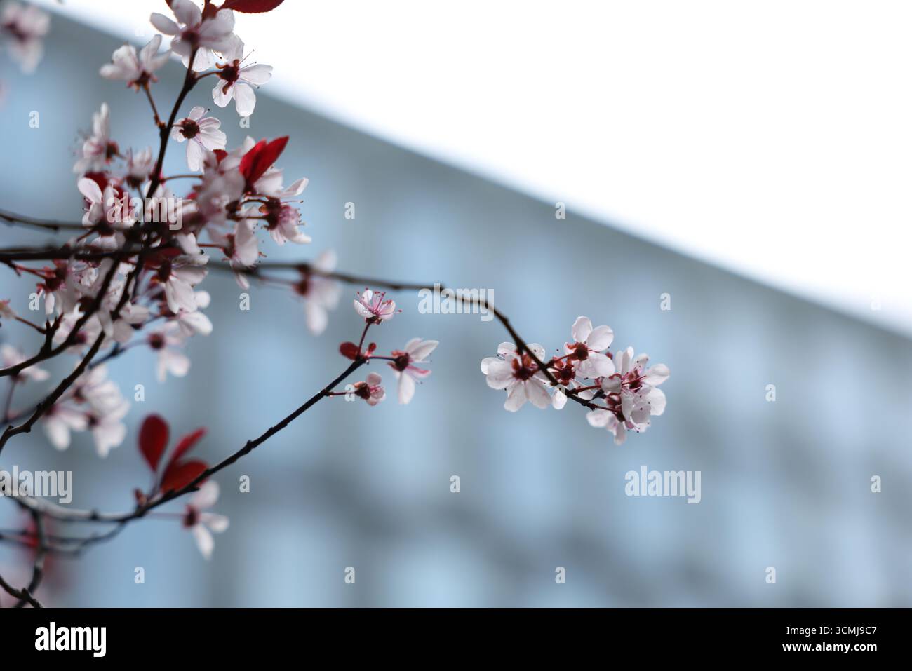Ramo in fiore di ciliegio rosa contro il cielo azzurro cristallino in primavera a Varsavia, Polonia Foto Stock