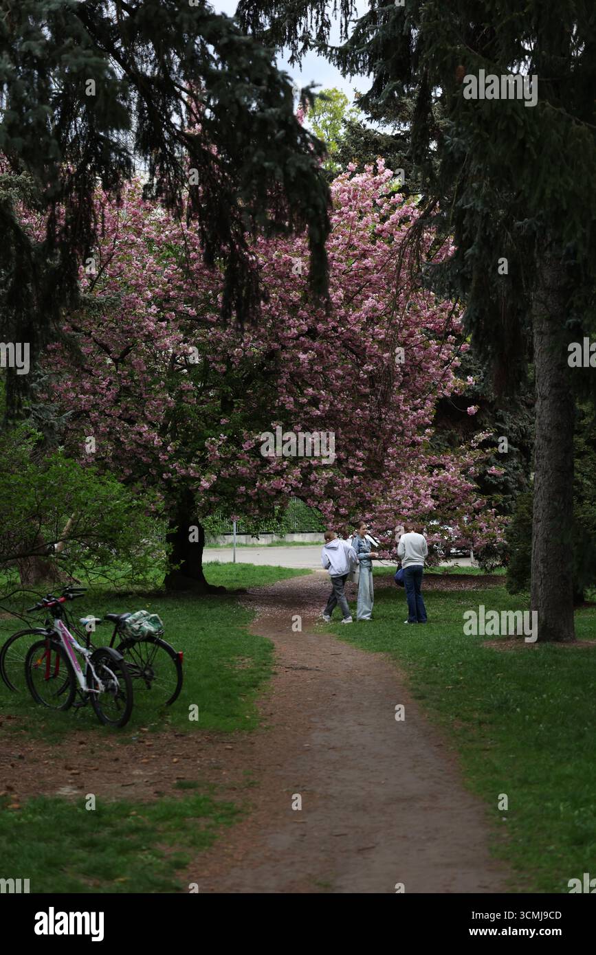 Alberi di ciliegio che fiancheggiano il sentiero del parco con erba verde che si affaccia sulla città di Varsavia, Polonia Foto Stock