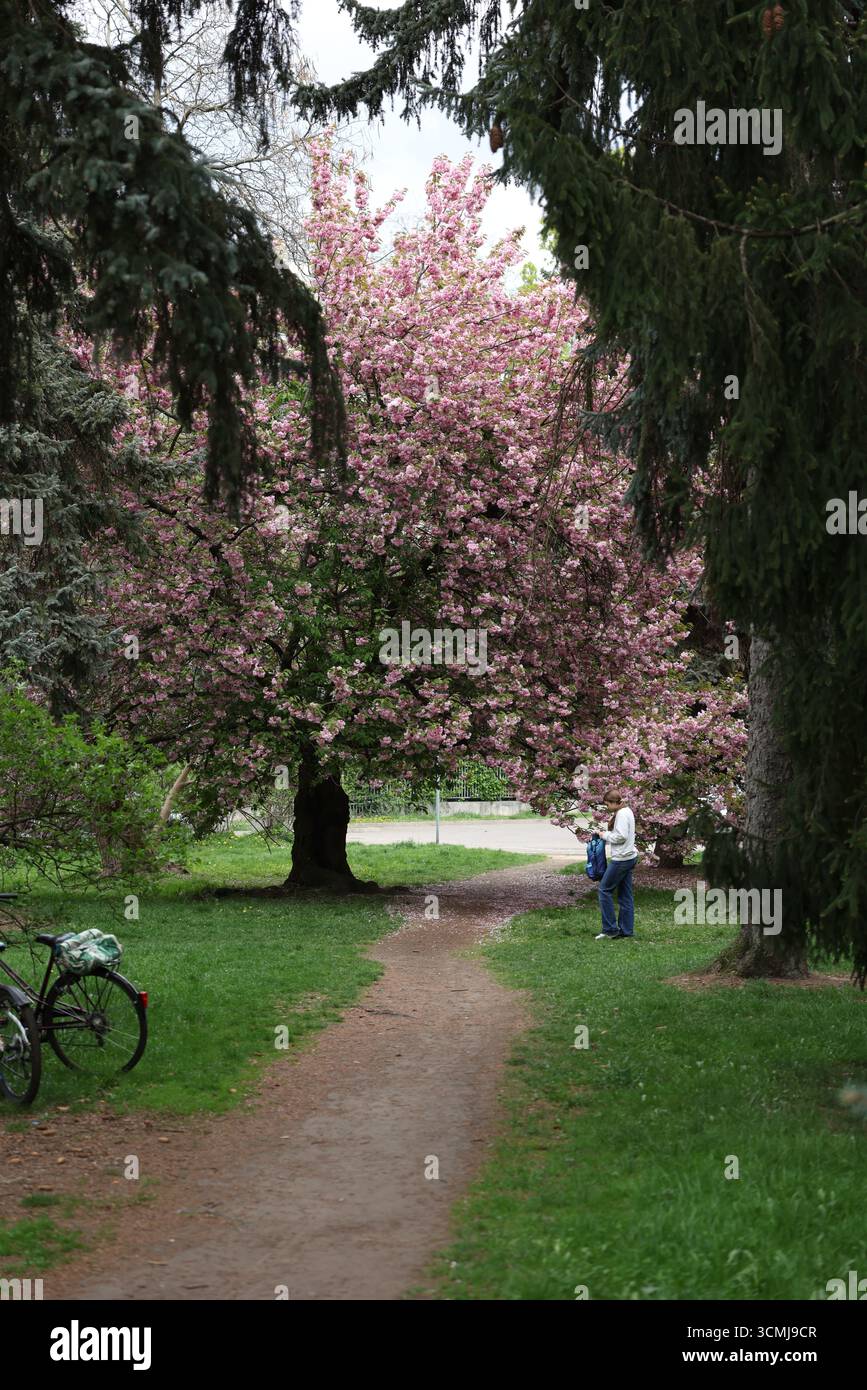 Alberi di ciliegio rosa in fiore sul prato verde del parco urbano di Varsavia, Polonia Foto Stock