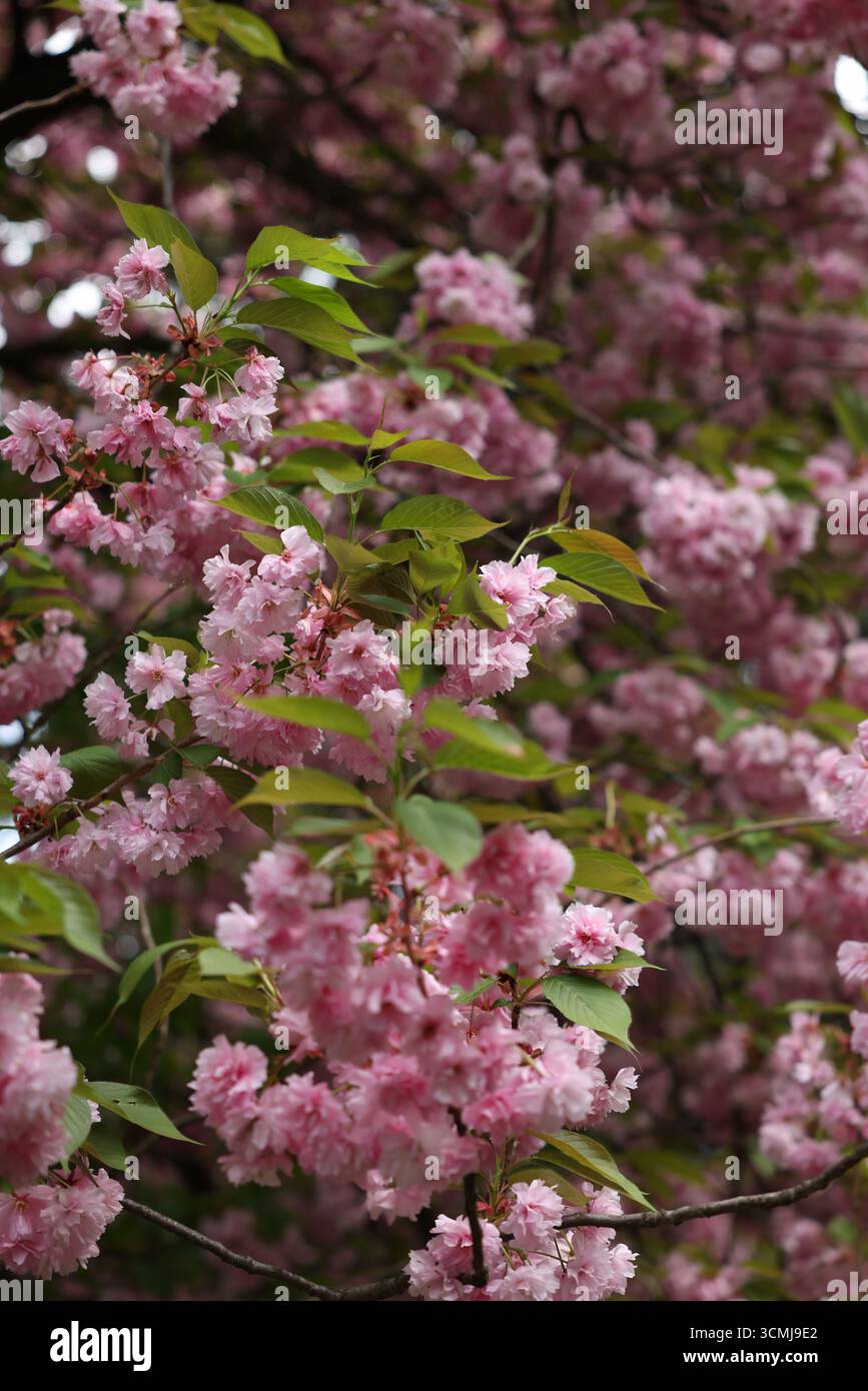 Albero in fiore di ciliegio pieno di fiori rosa nel parco urbano primavera Varsavia, Polonia Foto Stock