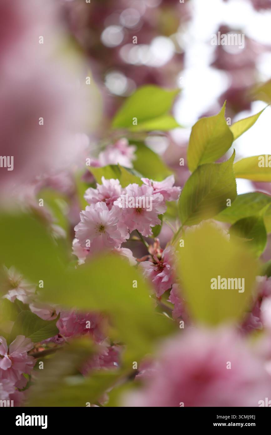 Delicato ramo rosa in fiore di ciliegio con fiori e foglie verdi dettaglio primaverile Varsavia Foto Stock
