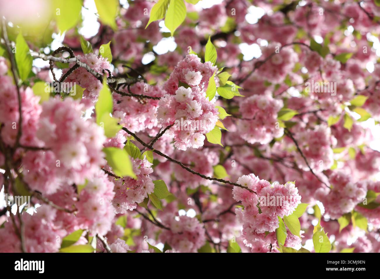 Fiori di ciliegio rosa in fiore con foglie verdi fresche sui rami in primavera a Varsavia, Polonia Foto Stock