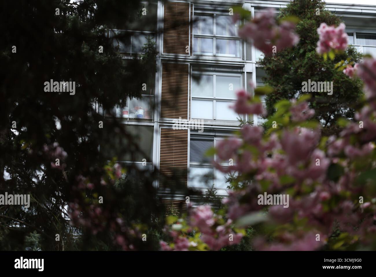 Moderno edificio residenziale con alberi di ciliegio rosa in fiore in primavera a Varsavia, Polonia Foto Stock