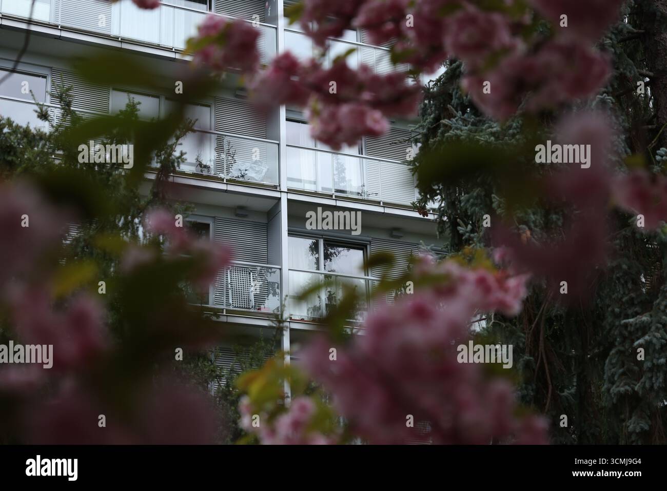 Edificio moderno visto attraverso alberi di ciliegio viola in fiore a Varsavia, Polonia Foto Stock