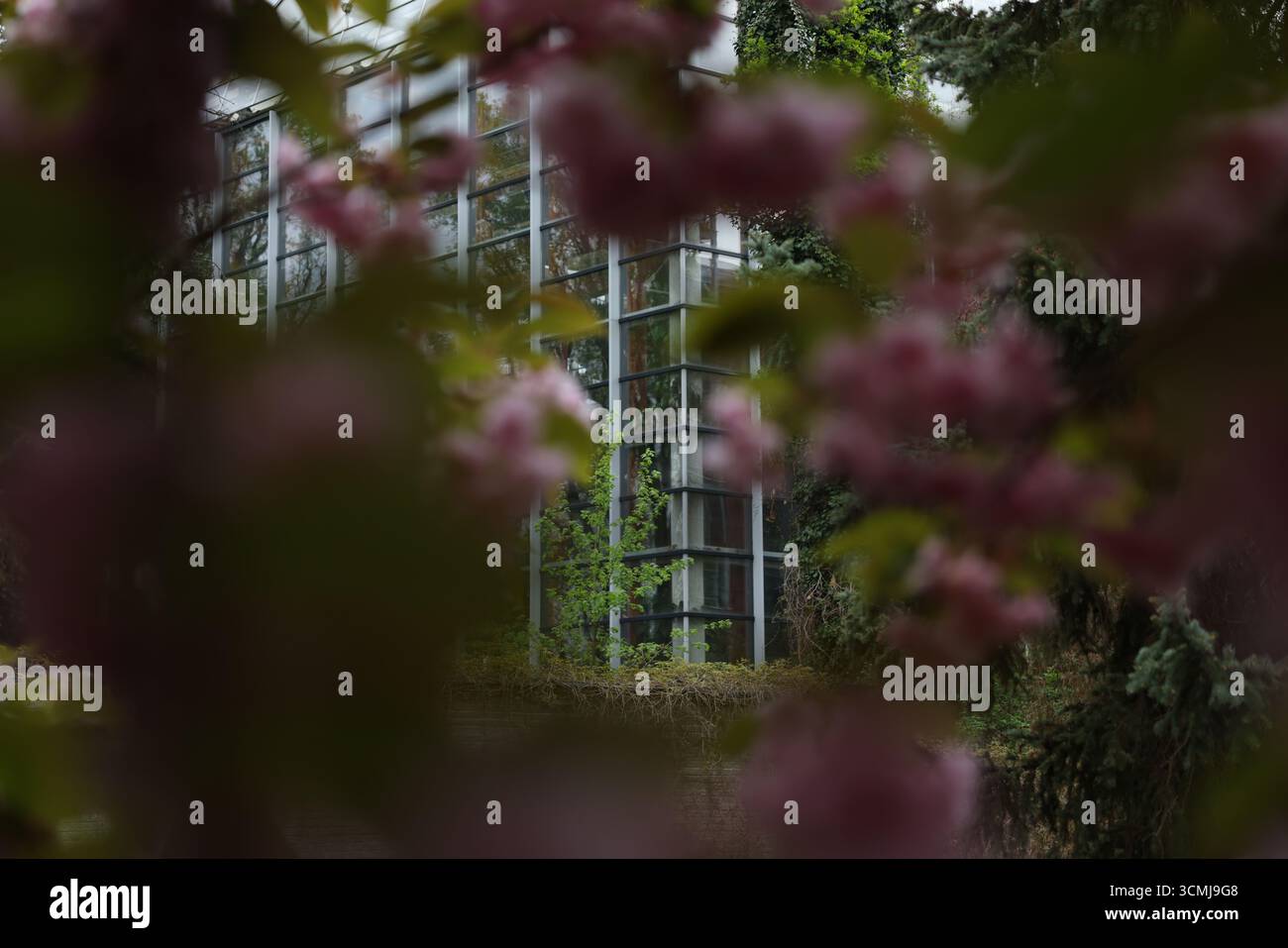 Alberi in fiore viola a fuoco morbido nel parco urbano durante la primavera a Varsavia, Polonia Foto Stock