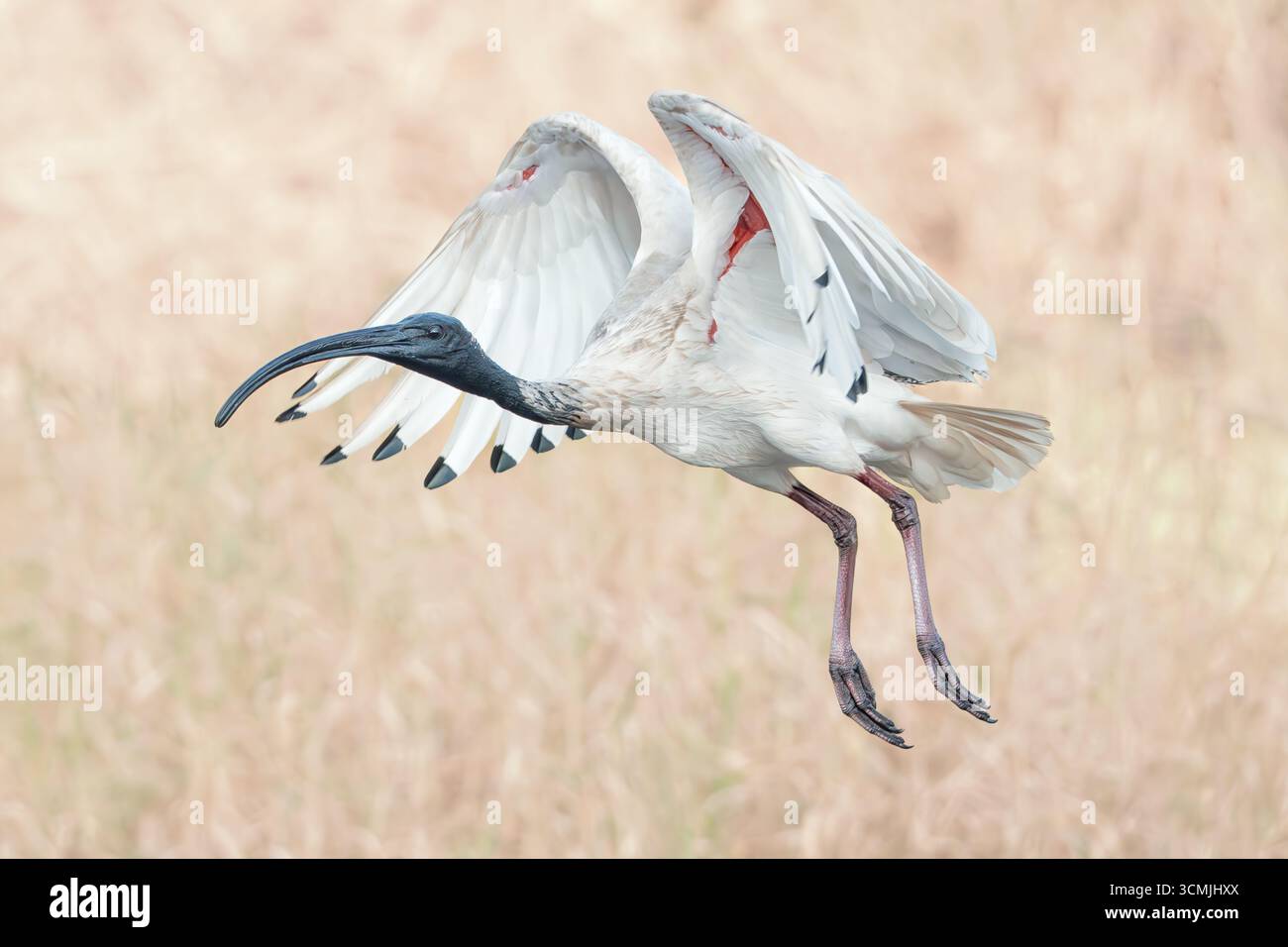 Vista ravvicinata di un selvaggio ibis bianco australiano (Threskiornis moluccus) in volo isolato su uno sfondo erboso sfocato, Australia Foto Stock