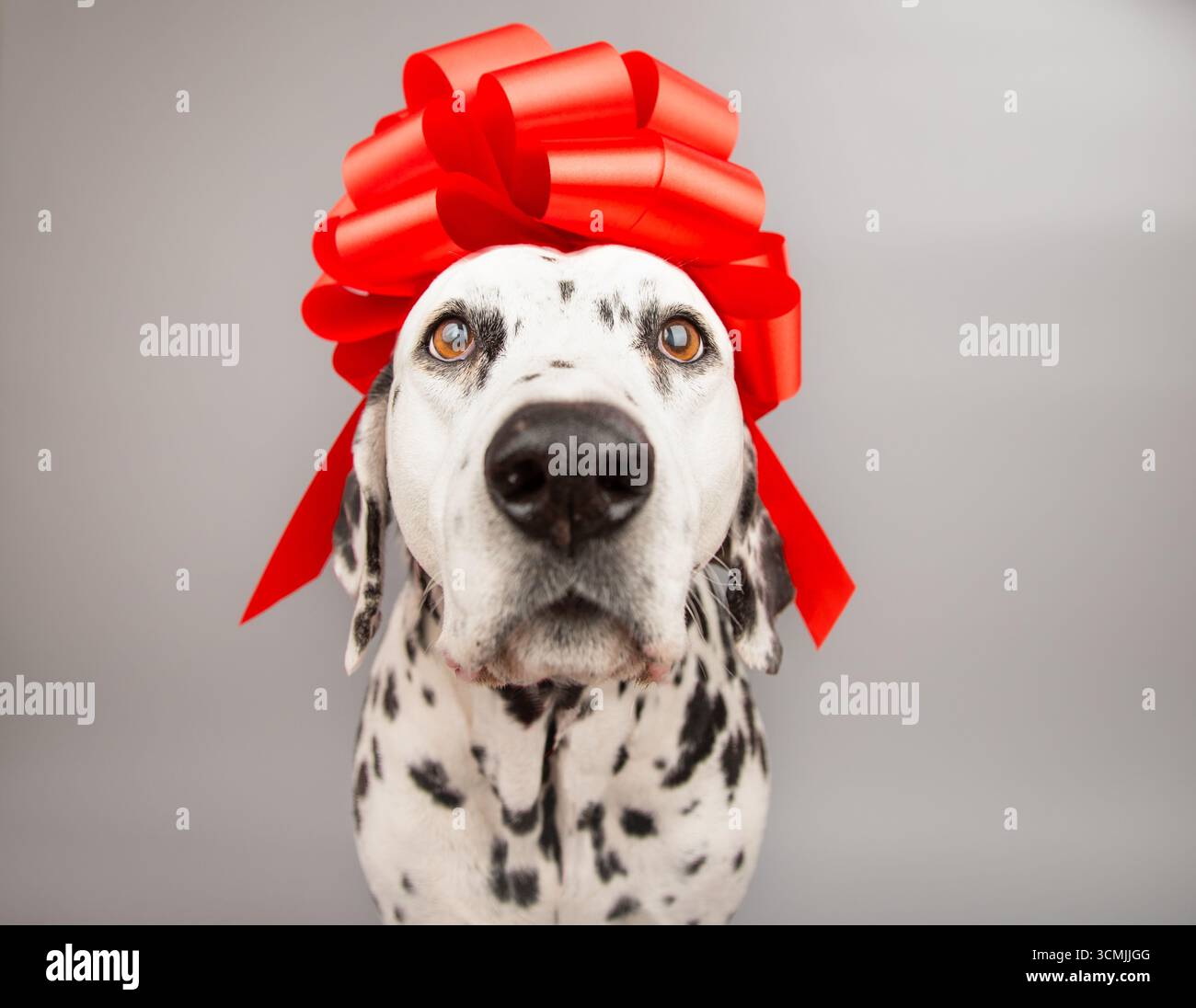 Ritratto ravvicinato di un cane dalmata con un arco rosso sulla testa Foto Stock
