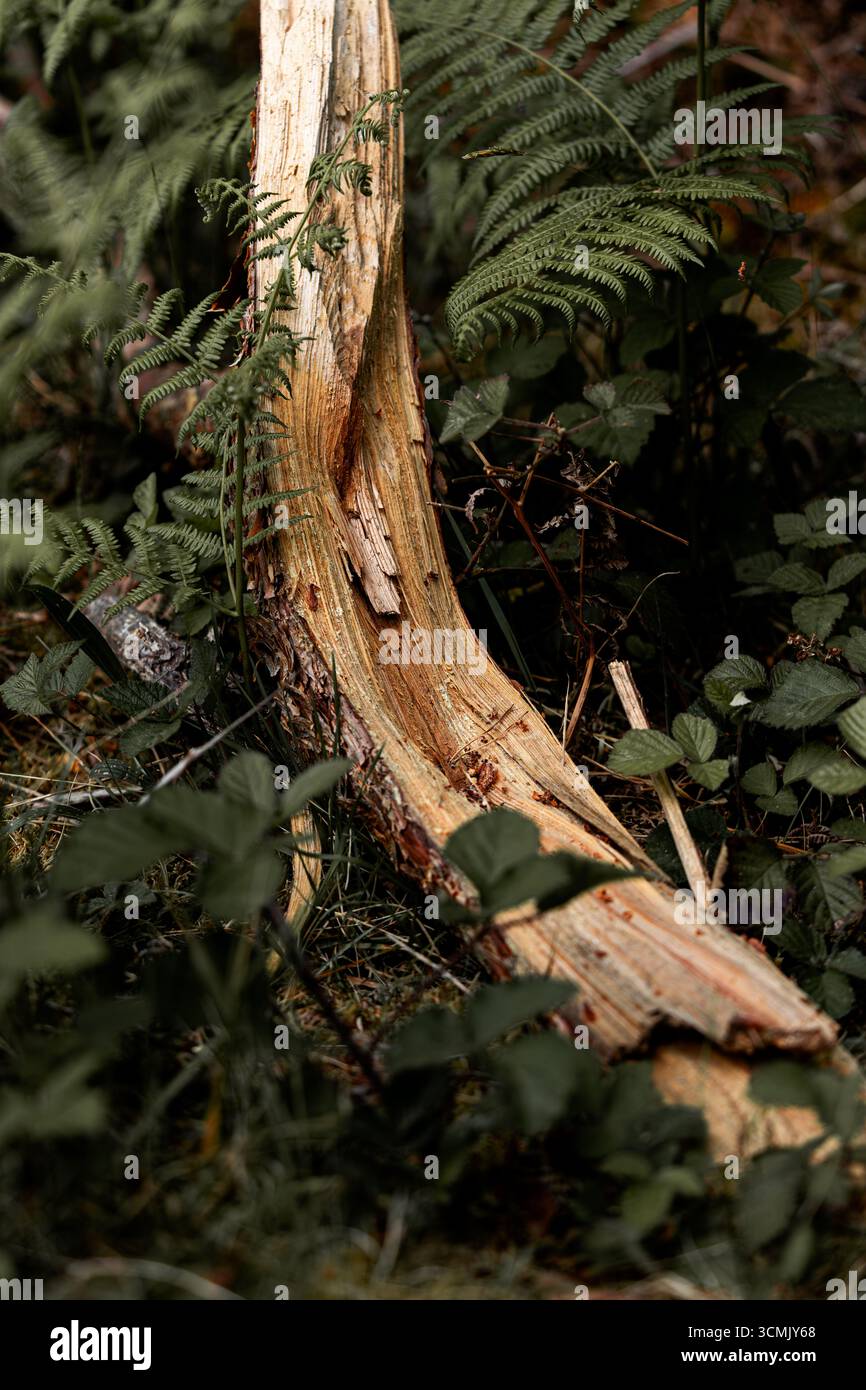 Tronco di albero caduto adagiato sul fondo della foresta, circondato da felci e vegetazione, con corteccia parzialmente mancante, esponendo sotto legno di colore chiaro. Foto Stock