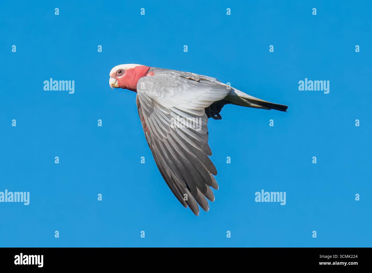 Il galah, meno comunemente noto come cockatoo rosa e grigio o cockatoo petto di rosa, è una specie australiana di cockatoo. Foto Stock